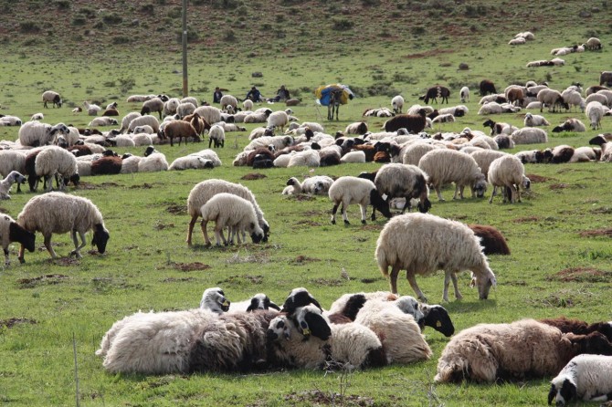 "Hayvancılıkta ihracatçı konumdan ithalatçı konuma geldik"