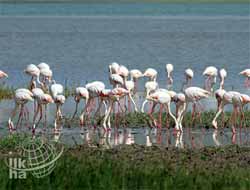 Erçek Gölü 3.Flamingo Festivali Düzenleniyor