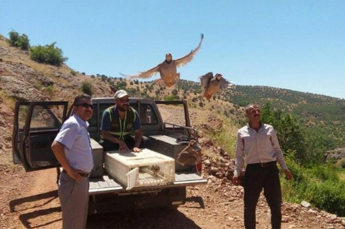 Bin keklik doğaya bırakıldı