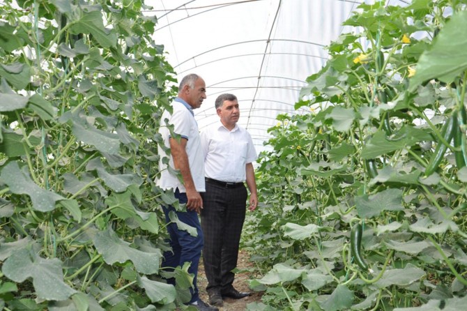 "Bölgede seracılık gittikçe yaygınlaşıyor"