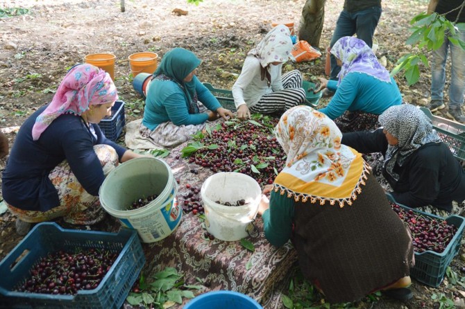 Yağmur kiraz üreticisini vurdu