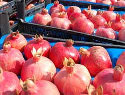 Tarsus'ta Nar Hasadı Başladı