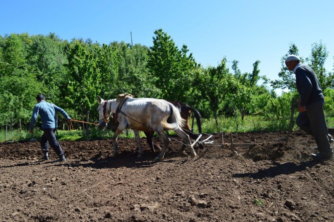 30 yıldır geleneksel yöntemle tarla sürüyor