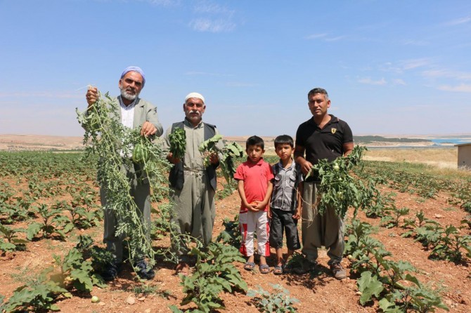 Bakanın halletmiş olduğu tarla bu hale geldi