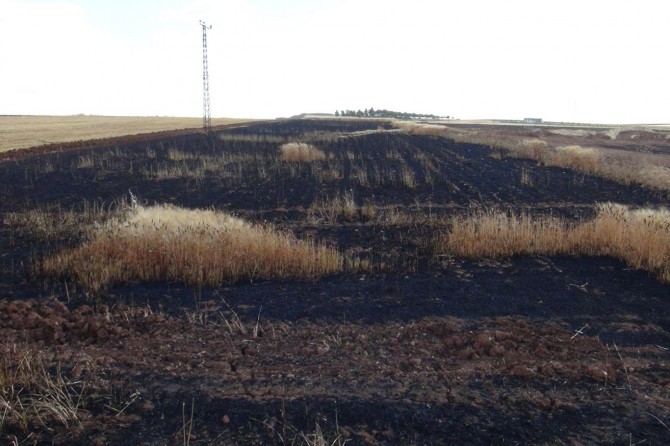 Çınar'da buğday ekili tarla kül oldu