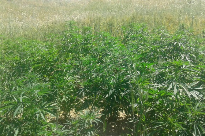 Batman'da Hint keneviri ele geçirildi