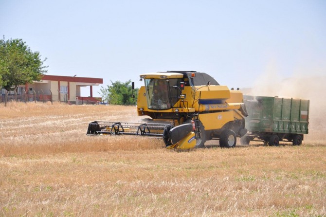 Batman’da buğday hasadı başladı