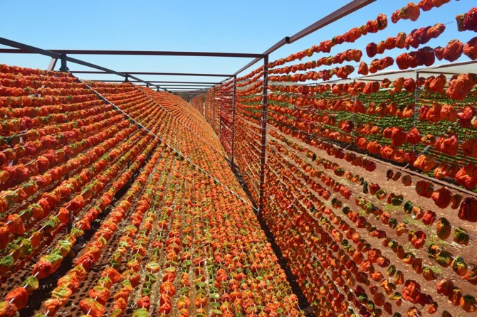 Gaziantep'te kurutmalık sezonu başladı