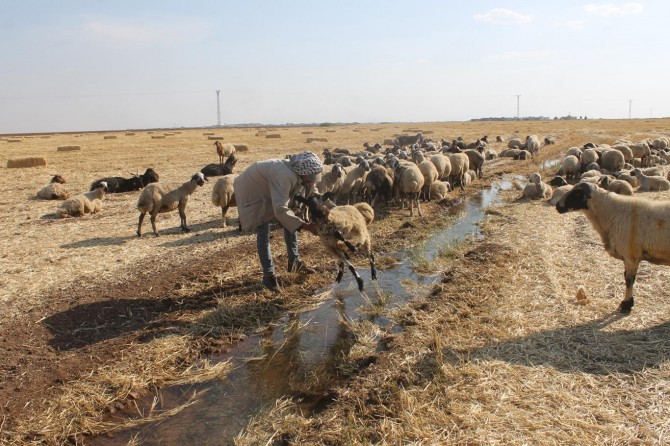 Çobanların sıcak havayla imtihanı