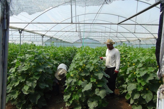 Bozulan yoldan kalkan tozlar tarım ürünlerine zarar veriyor
