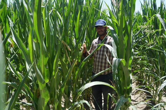 Batman'da çiftçiler mısırdan yüksek verim bekliyor