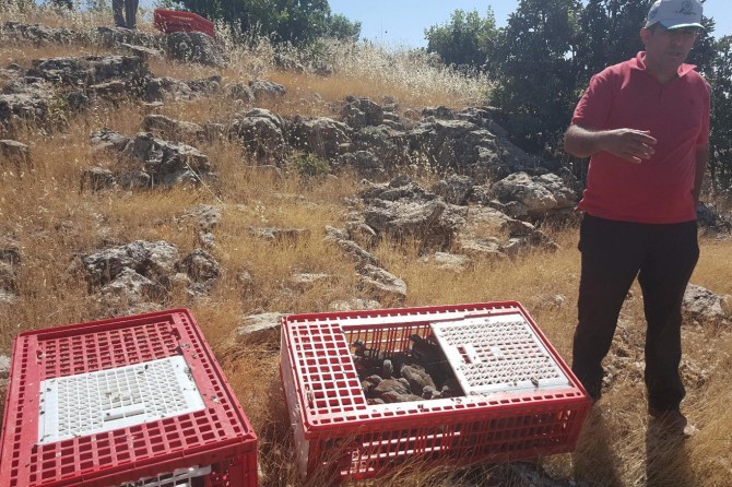 Mardin’de bin keklik doğaya salındı