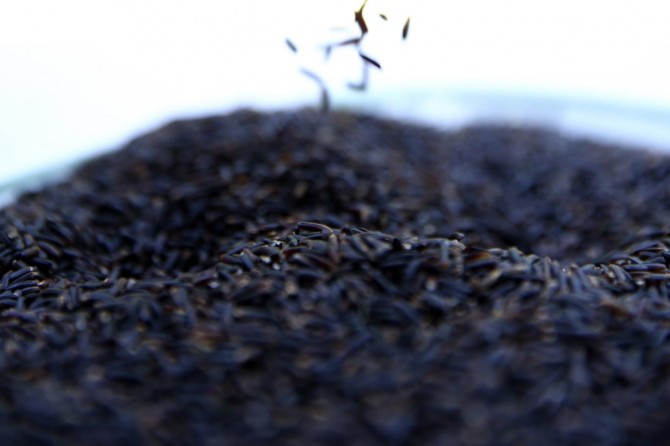 Türkiye'de siyah pirinç üretilecek