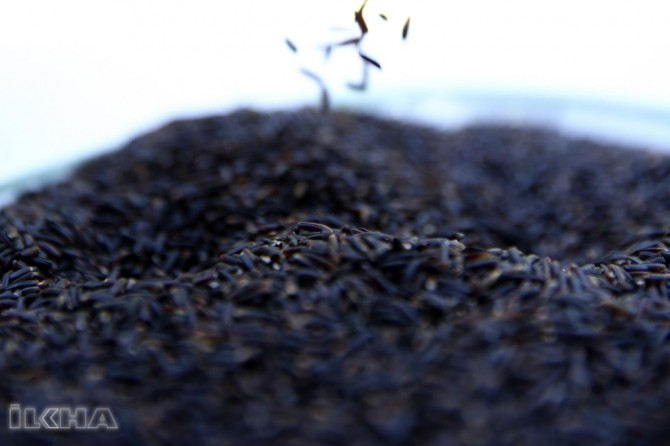 Dê li Tirkiyê hilberîna çeltûka reş bê kirin