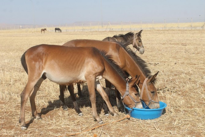 Mardin’de katırları bağlayarak susuz bırakan kişiye 630 lira ceza