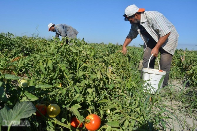Di bin 45 pile germehiyê de firingiyan berhev dikin