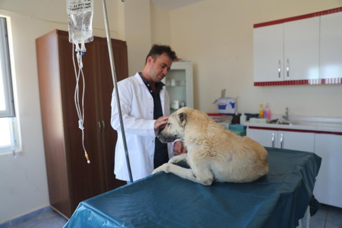 Mardin Büyükşehir Belediyesi hayvan hastanesi kuracak