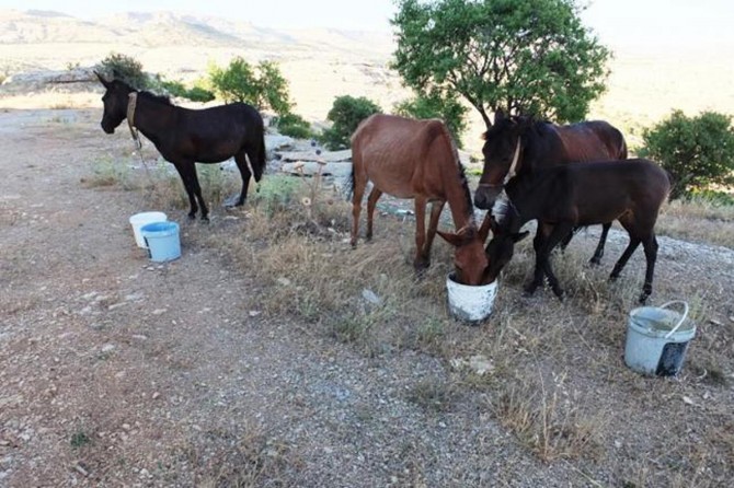 Mardin’de güneş altında susuz bırakılan atlara el konuldu