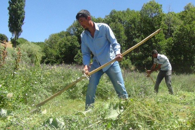Ot biçen köylülerin sıcakla imtihanı