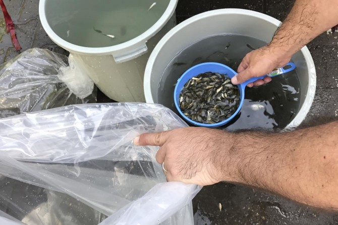 Diyarbakır'daki göletlere 127 bin sazan yavrusu bırakıldı