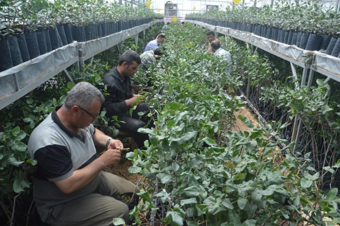 Türkiye’nin tek aşılı Antep fıstığı serası