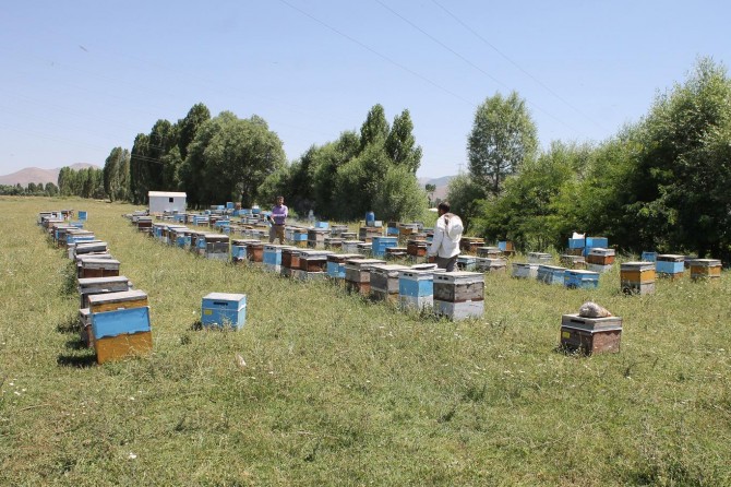 Muşlu arıcılar yaklaşık 600 ton bal bekliyor
