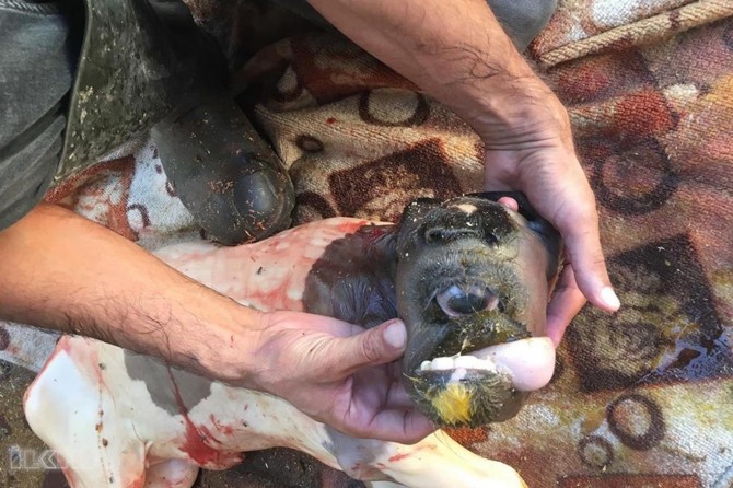 Calf born with single eyed and bearded