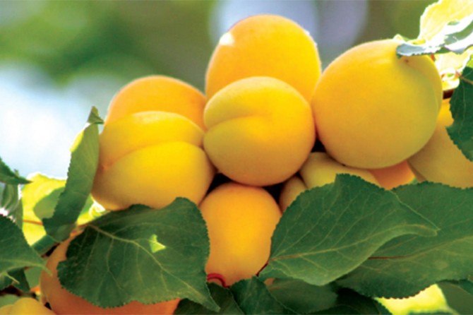 Malatya kaysısı AB tarafından coğrafi işaret olarak tescil edildi