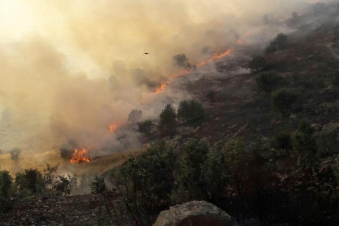 ​Mardin Mazıdağı'da anız yangını ormanlık alana sıçradı