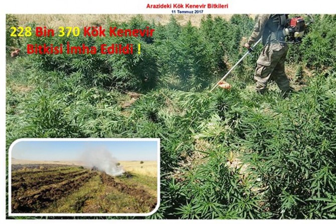 Diyarbakır’da 228 bin kök kenevir bitkisi ele geçirildi