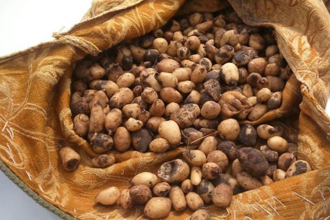 ​Erzincan Tercan'da yabani orkide tohumu toplayanlara 85 bin lira ceza