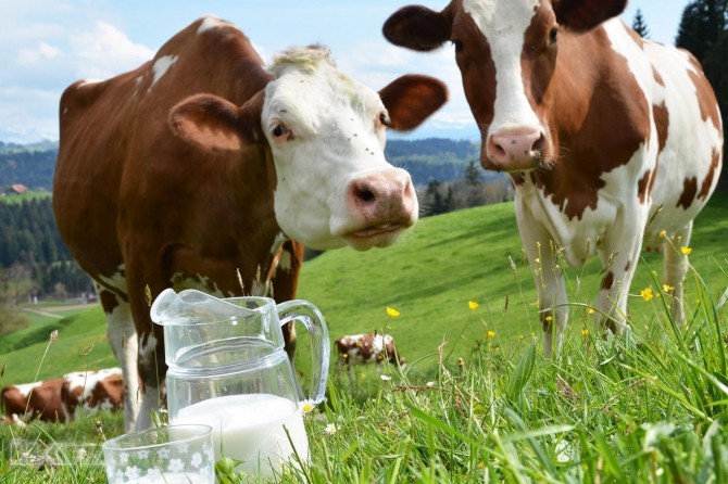 TÜİK verilerine göre toplanan inek sütü miktarı azaldı