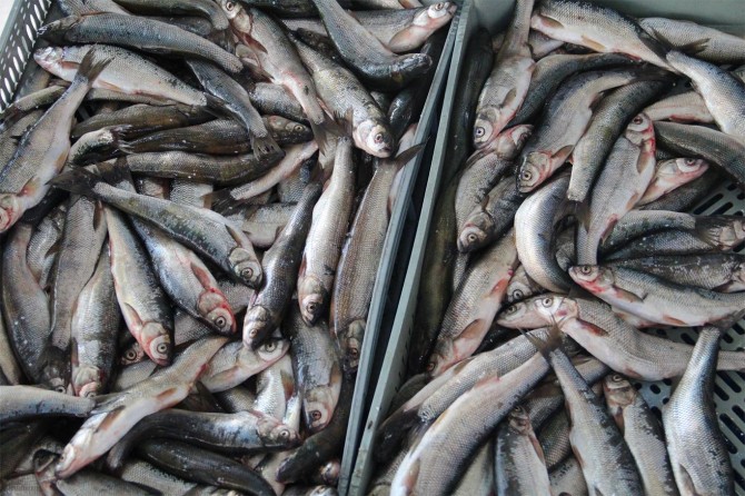 Van balığı İnci Kefali tezgâhlardaki yerini aldı