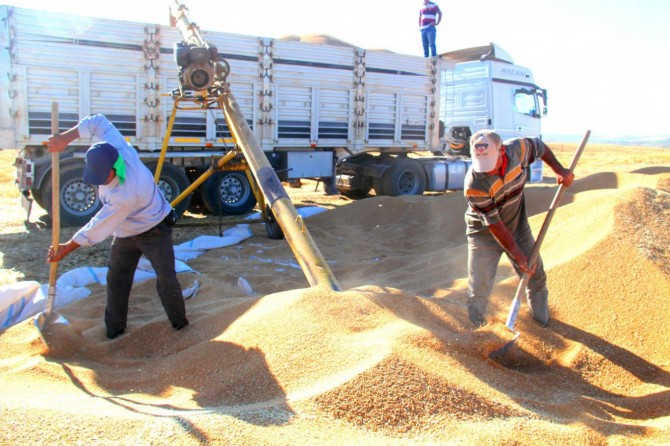 TMO Bingöl'de buğday alımına başladı