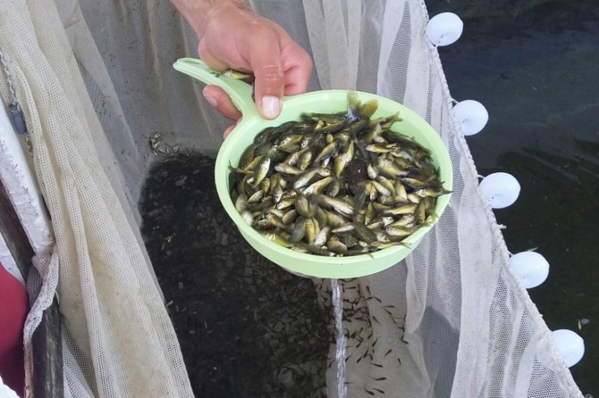 Ağrı balıklandırılıyor