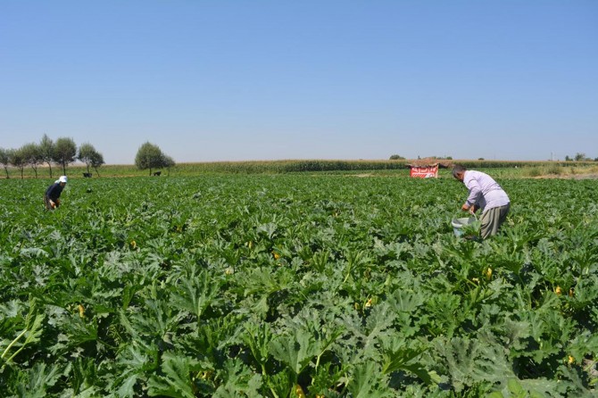 Çiftçiler: Emeğimizin karşılığını başkaları alıyor