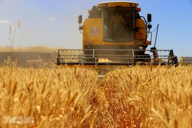 We lose 1.4 billion liras of 16.5 billion liras of wheat