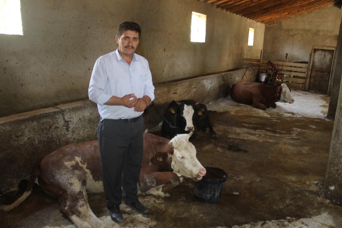 Köylünün geçim kaynağı olan inekler bir bir ölüyor