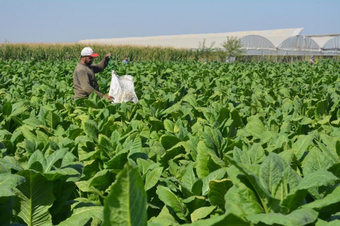 Tütün üreticiliği yeniden canlanıyor