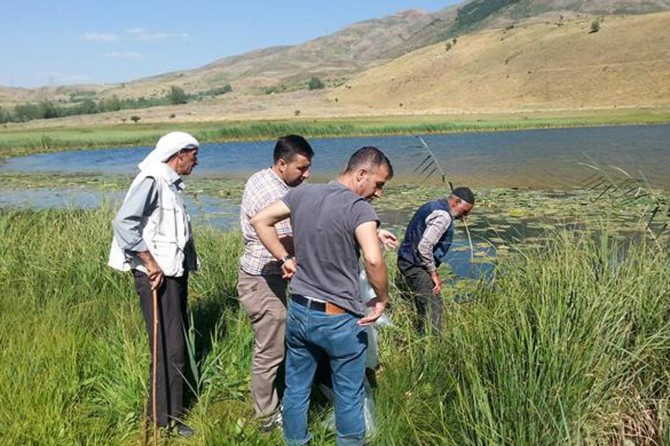 Bingöl'de göletlere 20 bin yavru sazan balığı bırakıldı