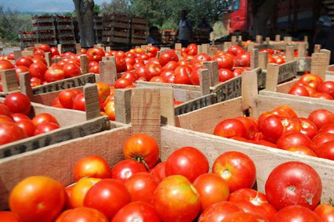 Batman’da domates bereketi