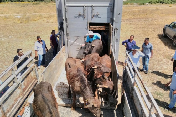 Genç çiftçilere hayvan dağıtımı yapıldı