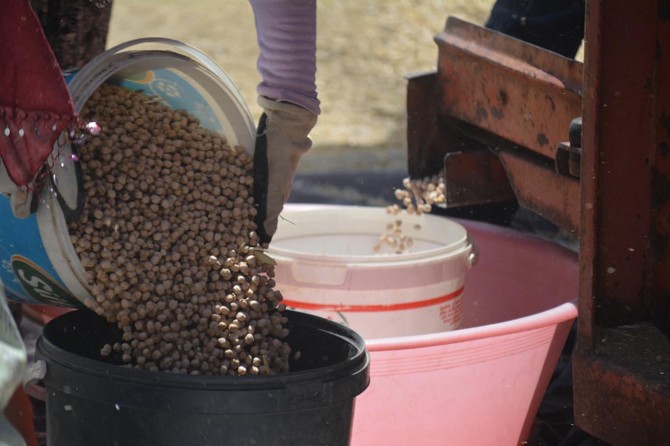 Çiftçilerin nohut patozu mesaisi