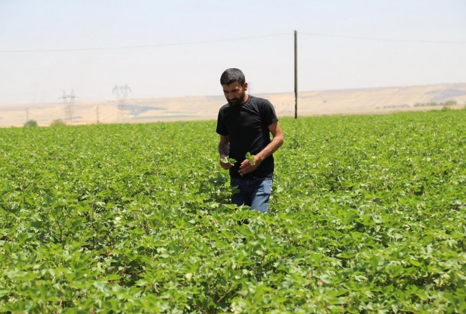 Pamuk üreticisinin başı kırmızı örümcek ve yeşil kurtla dertte