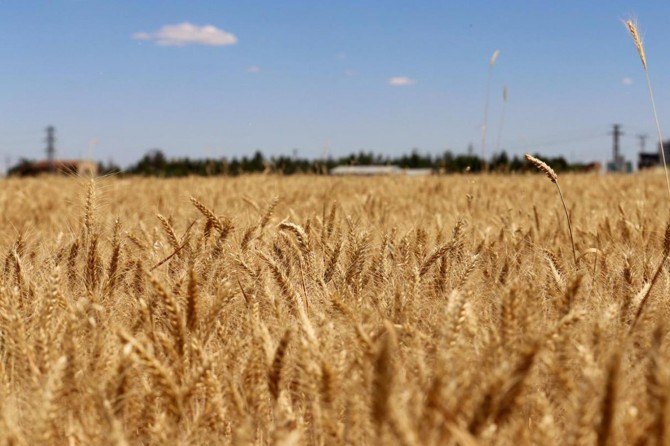Hükümet buğday üreticisinin zararını gidermelidir