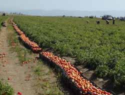 Ahlat Domatesi Yüz Güldürüyor