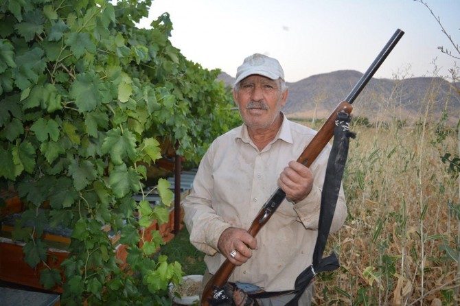 Eşek arılarıyla başı dertte olan adam tüfekle nöbet tutuyor