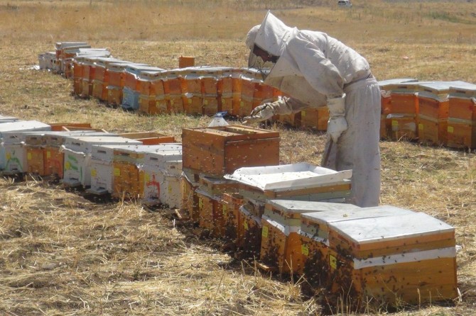 Bal hasadından memnun olan Bingöllü arıcılar piyasa fiyatlarından şikâyetçi