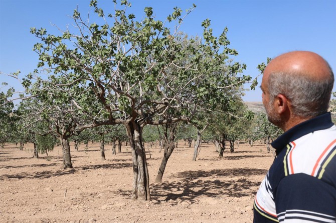Yaklaşık 200 yıllık fıstık ağaçları susuzluktan kuruyor