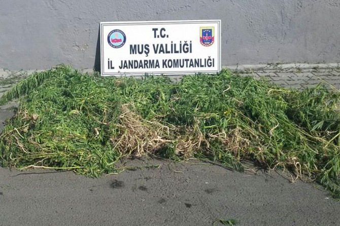 Muş’ta uyuşturucu ve kaçak sigara operasyonları